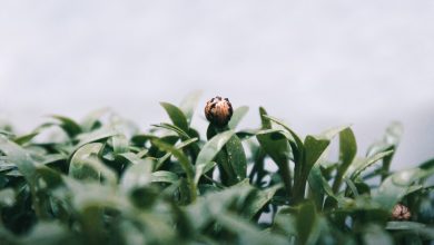 Photo of Groene aanslag verwijderen