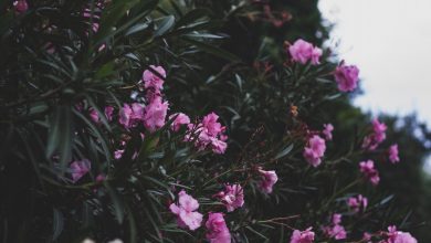 Photo of Oleander snoeien