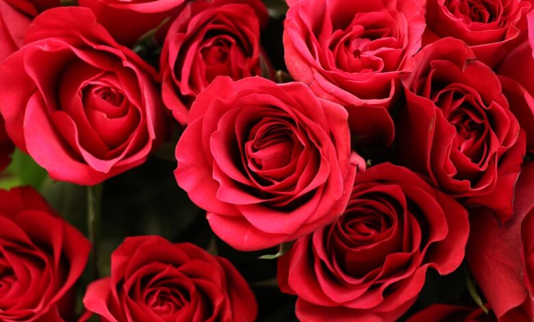 Het liefdesleven van Monique Smit en haar huwelijkspartner