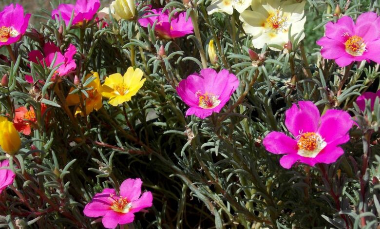 Hoe voorkom je wortelrot bij kamerplanten?