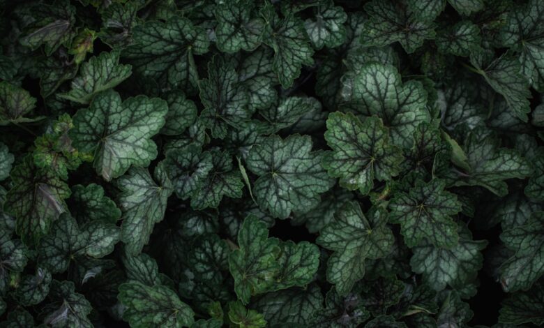 Photo of Knoflook planten: de perfecte tijd en beste tips voor een mooie oogst