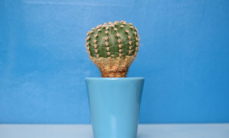 Photo of Gember planten: zelf aan de slag met verse gember in huis