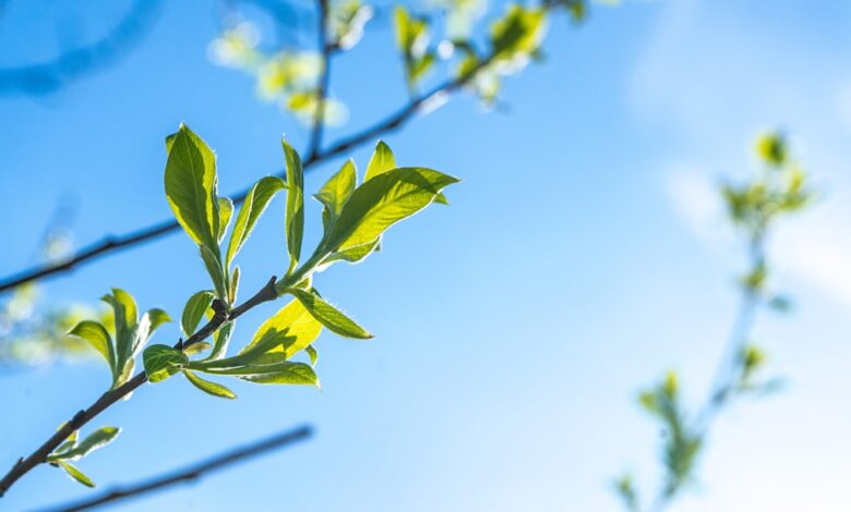 De beste start voor je tuin: snoeien in maart