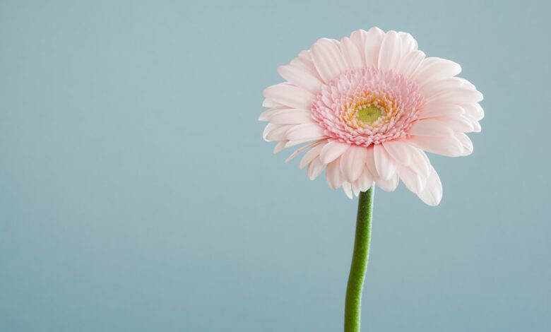 Druiven snoeien: Het juiste moment voor een gezonde druivenplant