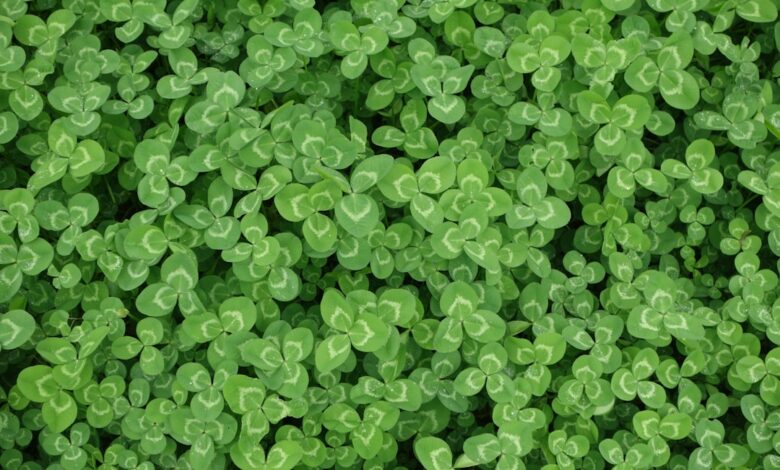 Photo of Gezonde en volle nepeta door op tijd te snoeien