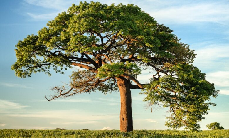 Snoeien in maart voor een gezonde en kleurrijke tuin