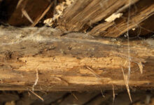 Photo of Zelf houtworm behandelen in balklaag en vloerdelen: zo pak je het veilig aan