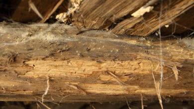 Photo of Zelf houtworm behandelen in balklaag en vloerdelen: zo pak je het veilig aan
