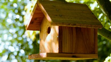 Photo of Vogelhuisje ophangen zonder boren: zo doe je het goed